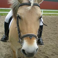 Fjordhest Josefine *Fine**Venindes*