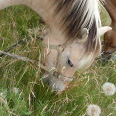 Fjordhest Josefine *Fine**Venindes*