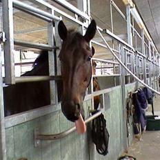 Anden særlig race Madness