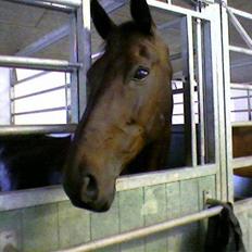 Anden særlig race Madness