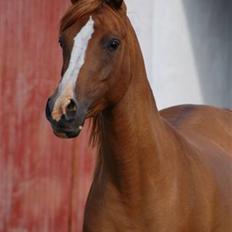 Arabisk fuldblod (OX) Mercedes ox 