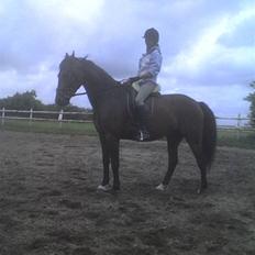 Dansk Varmblod Adelaid / Landi