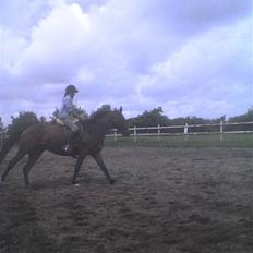 Dansk Varmblod Adelaid / Landi