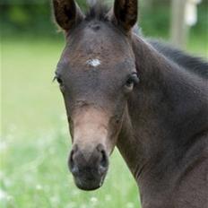 Dansk Varmblod Fistina