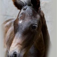 Dansk Varmblod Fistina