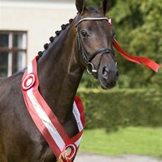 Dansk Varmblod Esandri