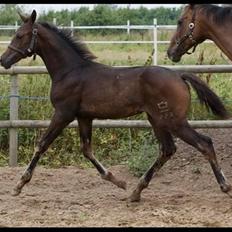 Dansk Varmblod Esandri