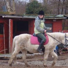 Welsh Mountain (sec A) Musse