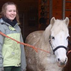 Welsh Mountain (sec A) Musse