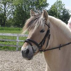 Fjordhest Tamra ~ Pensioneret ~ Rip min smukke engel
