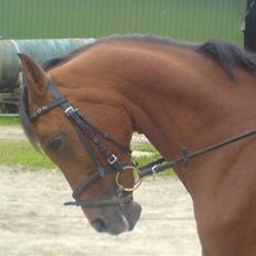 Anden særlig race Cindy R.I.P