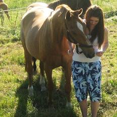 Dansk Varmblod Arrogant 