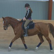 Dansk Varmblod Arrogant 