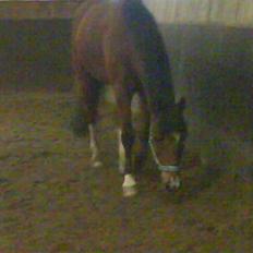 New Forest memory(gammel part) SAVN!