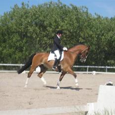 Hollandsk Varmblod Papillon