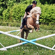 Islænder Storgaardens Glama