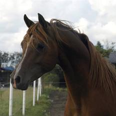 Arabisk fuldblod (OX) Pelee OX 3835