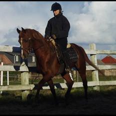 Arabisk fuldblod (OX) Pelee OX 3835