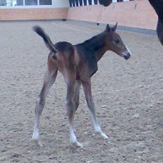 Dansk Varmblod Rosenkildes Royaliti