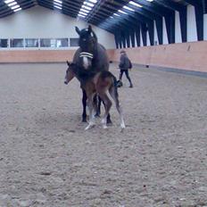 Dansk Varmblod Rosenkildes Royaliti