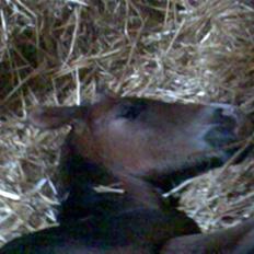 Dansk Varmblod Rosenkildes Royaliti