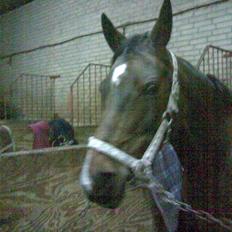 Arabisk fuldblod (OX) Fanema-OX *Solgt*