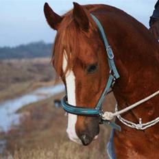 Dansk Varmblod Vestgårdens Aragorn 