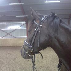 New Forest Elmholts Lady<3