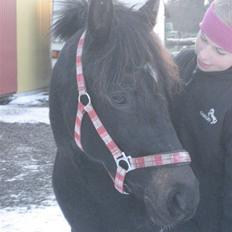 New Forest Elmholts Lady<3