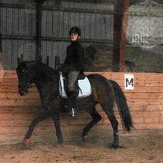 Tysk Sportspony *Hovgaards Walk on Top* SOLGT