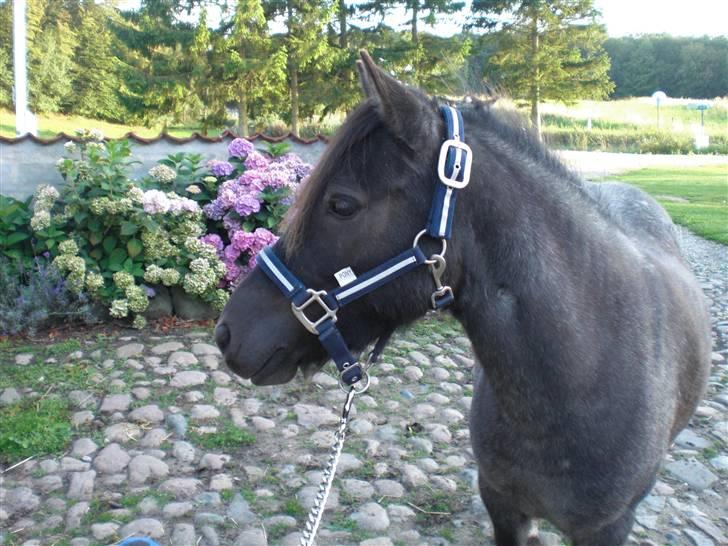 Anden særlig race Speedy  - Speedy som "lige" er kommet hjem fra Fam. Mogensen   billede 2