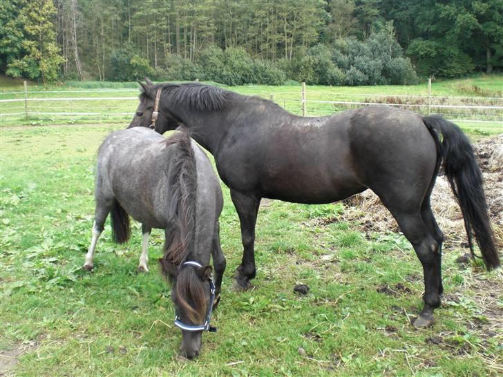 Anden særlig race Speedy  - Speedy og Emma. Speedy er lige kommet hjem fra Fam. Mogensen  billede 3