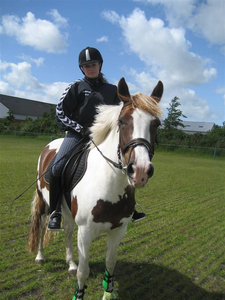 Pinto Medusa (Solgt)  - (Maj 09) billede 15