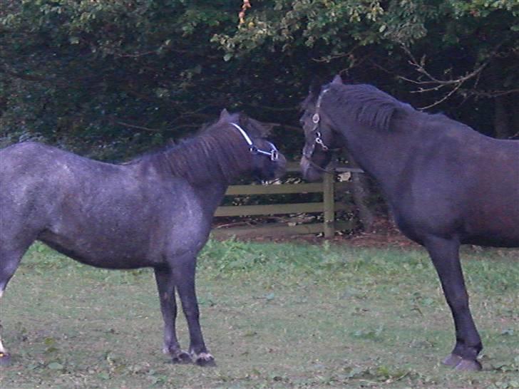 Anden særlig race Speedy  - Speedy og Emma. Speedy er lige kommet hjem fra Fam. Mogensen  billede 4