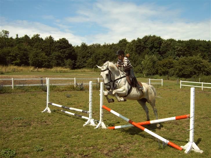 Anden særlig race *Pelle*(Pelle GRIS) billede 15