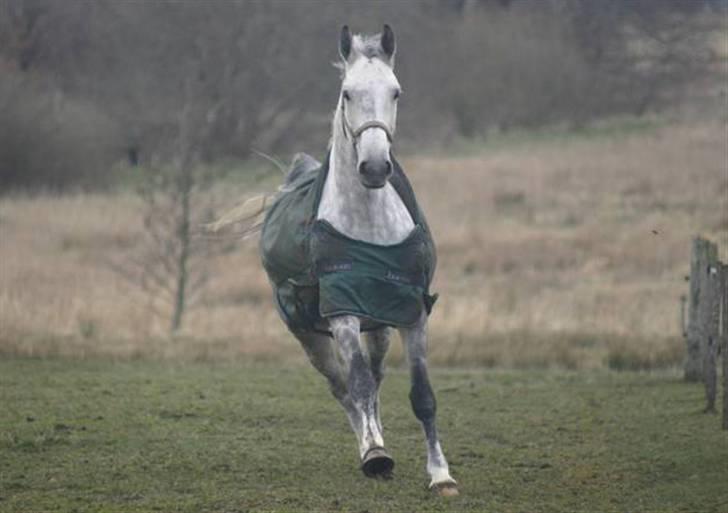 Dansk Varmblod Hoeck's Corina *For evigt elsket <3* - Fuld galop billede 17