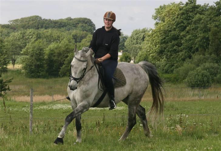 Dansk Varmblod Hoeck's Corina *For evigt elsket <3* - Galop på volte billede 10