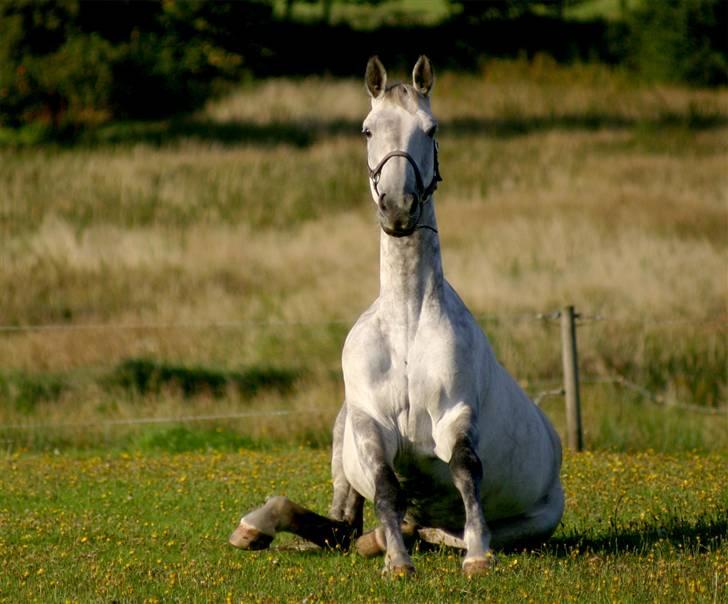 Dansk Varmblod Hoeck's Corina *For evigt elsket <3* - Cirkeline mus efter en lille lur :D billede 18