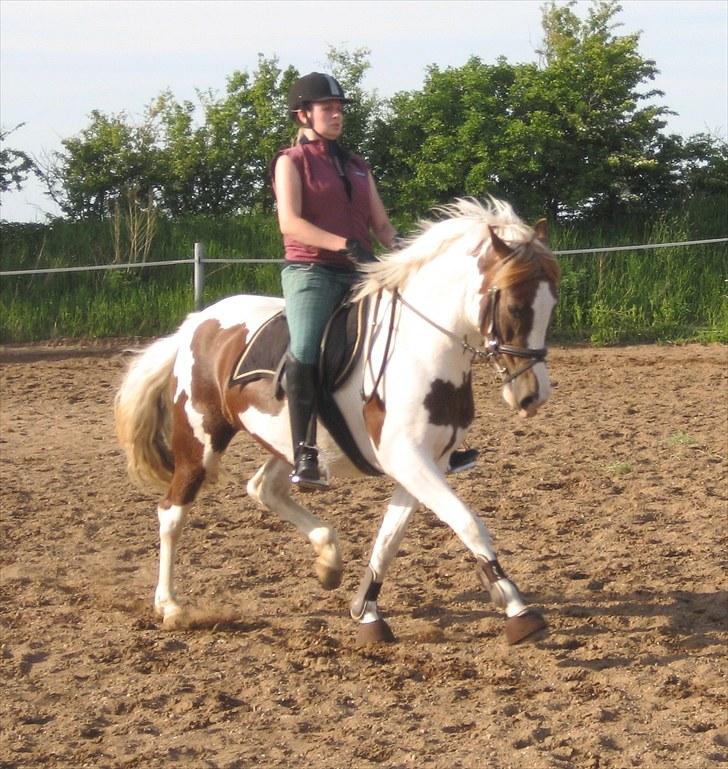 Pinto Medusa (Solgt)  - Dressur (juni 10) billede 19