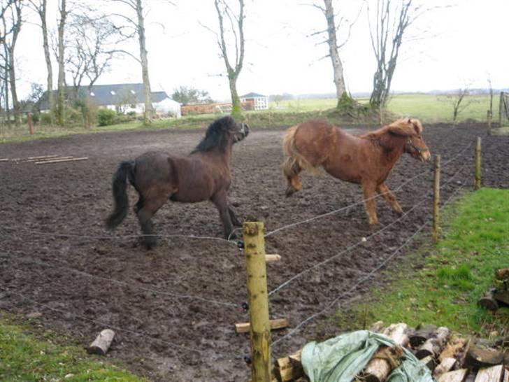 Islænder Sólfari fra Hjermind - Blökk og Sólfari hoppede rundt da Mille og jeg red forbi dem(:     Marts 08 billede 7