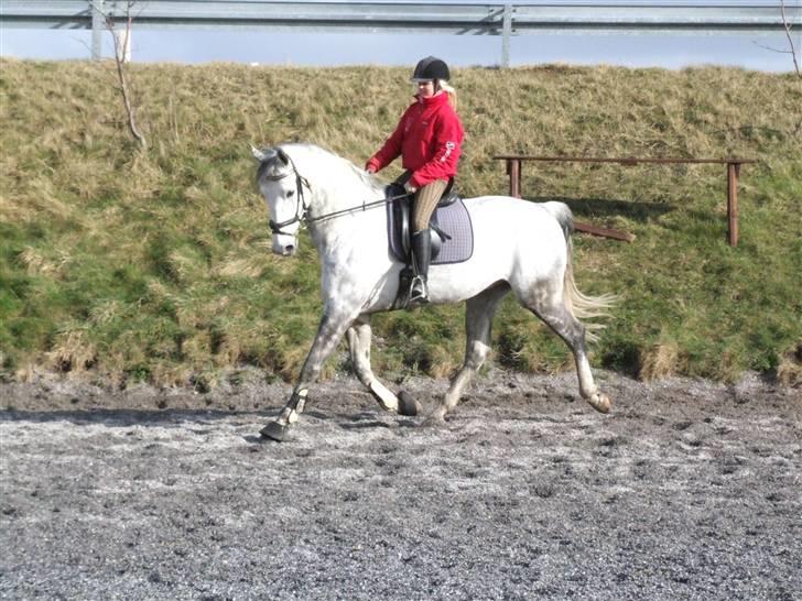 Dansk Varmblod Brunshøj Guiseppo (SOLGT) - 29 marts 2008. volte i trav, rides af mig :b´ billede 2