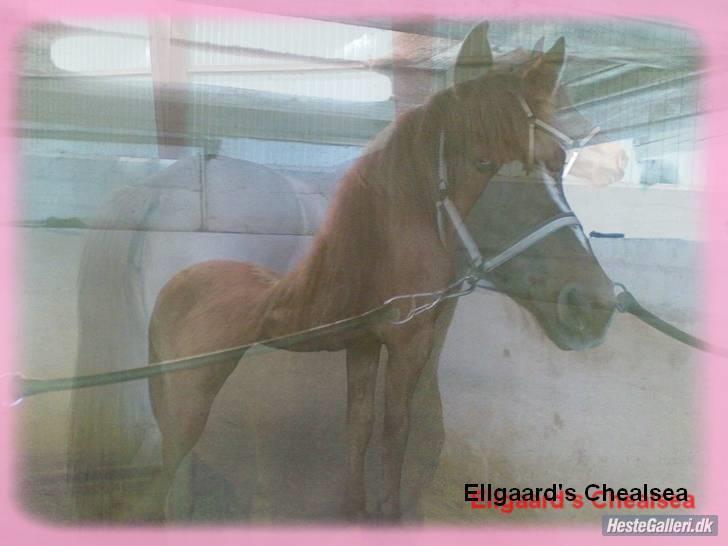 Anden særlig race Ellgaard´s Chelsea*Solgt* - Tøsebarnet... lavet af "- Pernille & Makenzy ´ (Team FAR) <3 " billede 15