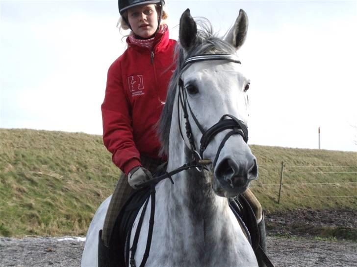 Dansk Varmblod Brunshøj Guiseppo (SOLGT) - 29 marts 2008. skridtpause, rides af mig :b´ gud hvor er jeg klam på det billede! billede 3