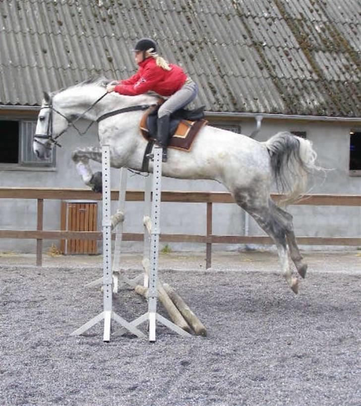 Dansk Varmblod Brunshøj Guiseppo (SOLGT) - skimle & jeg, springer 1meter den 22juni : D    -fordi vi er gode! billede 5