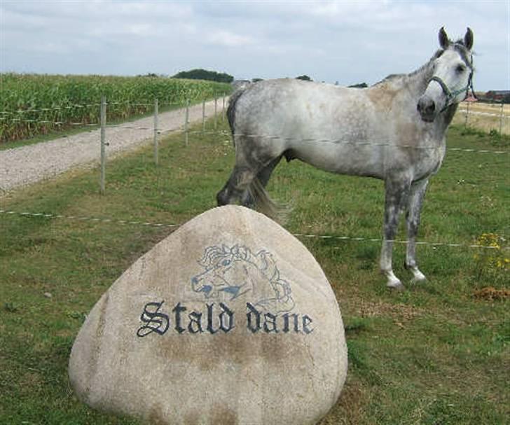 Dansk Varmblod Brunshøj Guiseppo (SOLGT) - skimle er beskidt og på fold :b´ STALDDANE!.<3 billede 8