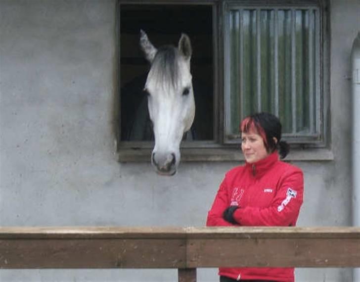 Dansk Varmblod Brunshøj Guiseppo (SOLGT) - skimle & rikke p :b billede 9