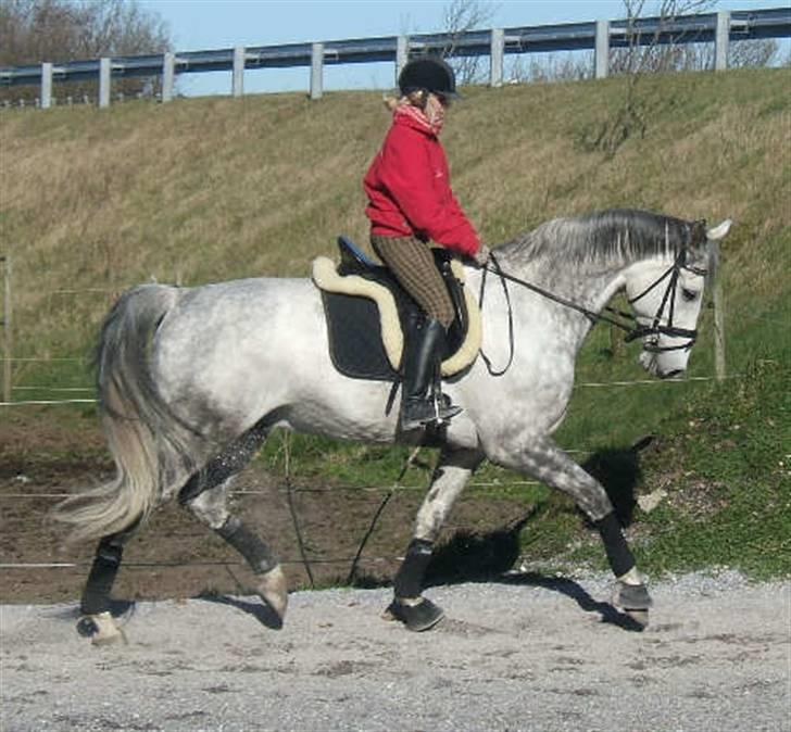 Dansk Varmblod Brunshøj Guiseppo (SOLGT) - skimle & jeg <3 billede 10