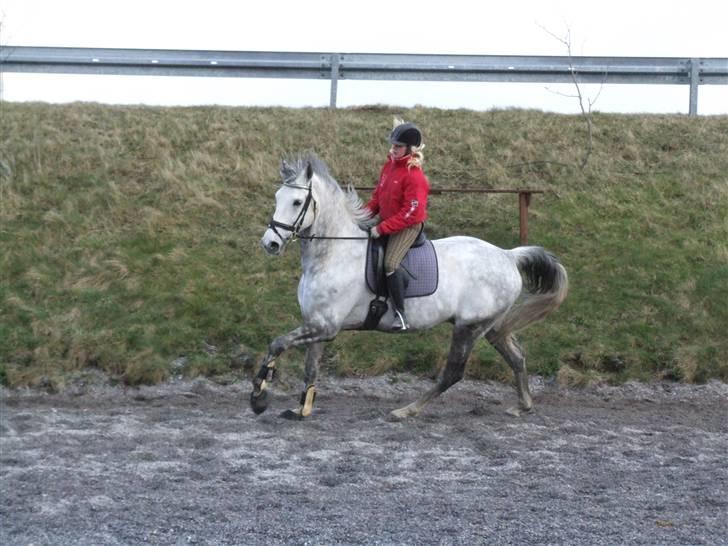 Dansk Varmblod Brunshøj Guiseppo (SOLGT) - 29 marts 2008. skimle & mig.. læg godt mærke til vores hår xD billede 12