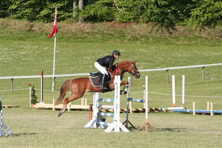 Anden særlig race Buster *solgt - Buster morsø-cup 2009 MB (: billede 1