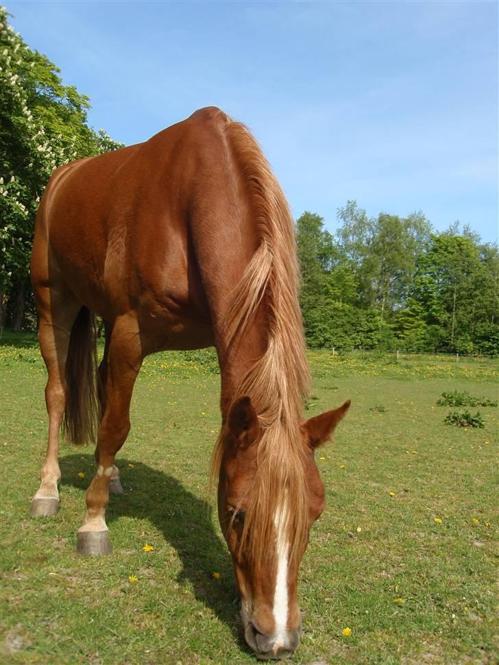 Anden særlig race Buster *solgt - Buster på marken :P billede 2
